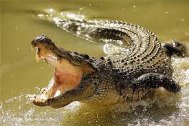 Pastor eaten alive by crocodiles after attempting to walk on water like Jesus did!, EntertainmentSA News South Africa